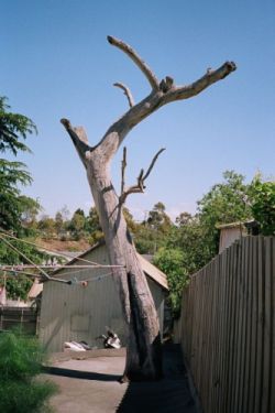 [Treaty Scar Tree]